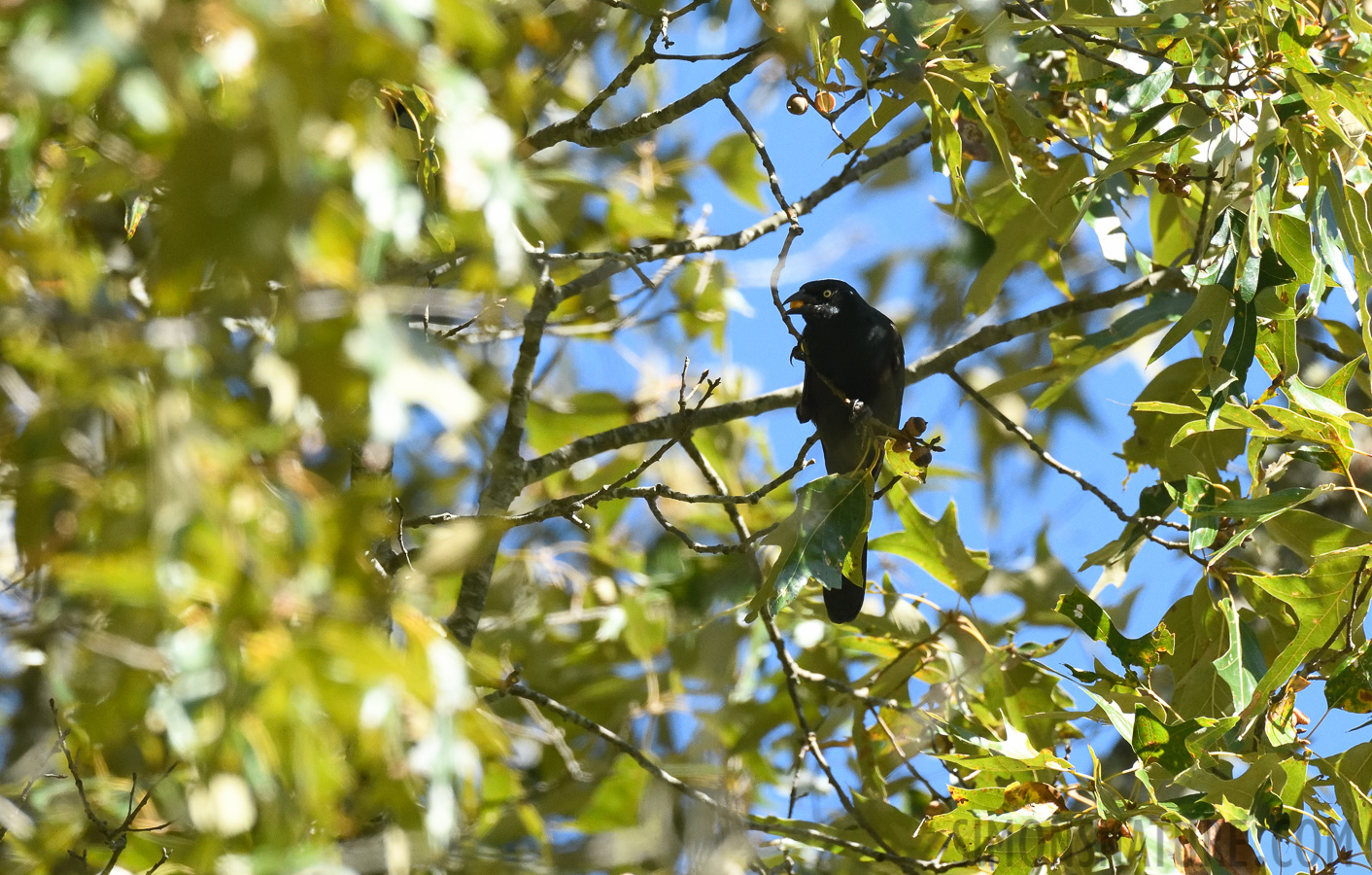 Quiscalus quiscula stonei [400 mm, 1/1600 sec at f / 7.1, ISO 2000]